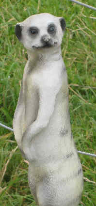 MtF mascot